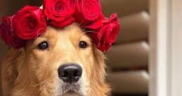 Sunday The Golden Retriever Type your text to hear it in the voice of Sunday The Golden Retriever. As Sunday the Golden