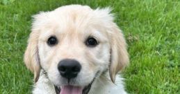 Cooper the Golden Retriever Dog - Golden Retriever. Type your text to hear it in the voice of Cooper the Golden Retriever