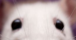 Close-up of a curious white rat showcasing its whiskers and nose, highlighting the charm of these intelligent animals.