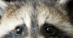 Raccoon (Animal) The raccoon (/rəˈkuːn/ or US: /ræˈkuːn/ ⓘ, Procyon lotor), also spelled racoon[3] and sometimes called