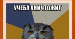 100 Интернет Мемов За Час 100 интернет мемов за час