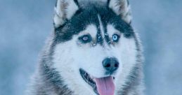 Snow Dogs Snow Dogs is a heartwarming comedy film that was released in 2002. Directed by Brian Levant, the movie tells the