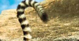 Island of Lemurs: Madagascar Trailer The "Island of Lemurs: Madagascar" trailer offers a mesmerizing glimpse into the