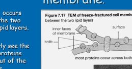 Membrans FX "Membrans" is a unique package of that offers a wide range of auditory experiences. Each in this package has