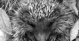 Hedgehog Hedgehog and effects to download and play.