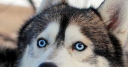 Husky Husky and effects to download and play.