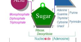 Acid Acid and effects to download and play.