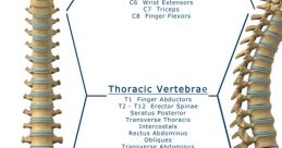 Spinal Spinal and effects to download and play.