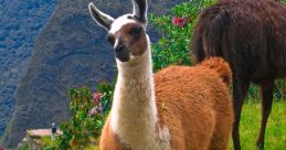 Llama Llama and effects to download and play.