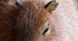 Capybara Capybara and effects to download and play.