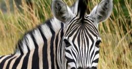 Zebra Zebra and effects to download and play.