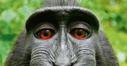 Close-up of a grinning black macaque showcasing its expressive face and vibrant red eyes amidst a lush green background.