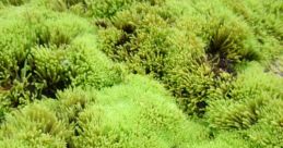 Moss Moss and effects to download and play.