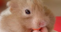 Hamster Hamster and effects to download and play.