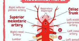 Diagram of the abdominal aorta showing major branches and arteries, highlighting key vascular structures for anatomy studies.