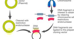 Gene Gene and effects to download and play.