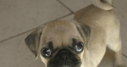 Pug Pug and effects to download and play.