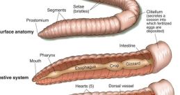 Worm Worm and effects to download and play.