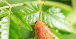 Cucaracha Cucaracha and effects to download and play.