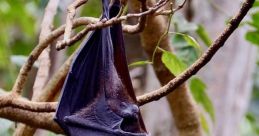 Fruit bat hanging upside down from a branch in lush greenery, showcasing its elegant wings and vibrant fur.