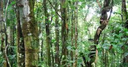 Lush green jungle with dense trees and vibrant foliage, showcasing the rich biodiversity of a tropical rainforest ecosystem.