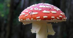 Vibrant red mushroom with white spots growing in a lush green forest, showcasing nature's beauty and biodiversity.