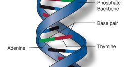 Dna Dna and effects to download and play.