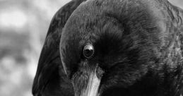 Crows Soundboard