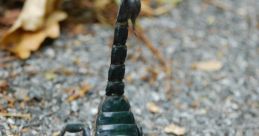 Close-up of a black scorpion on gravel, showcasing its pincers and curved tail, highlighting its striking features.