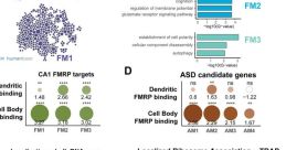 Fmrp FMRP, or fragile X mental retardation protein, is a vital protein found in the brain that plays a crucial role in the