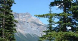 Taiga The word "Taiga" conjures up images of vast, dense forests filled with towering coniferous trees and a diverse array