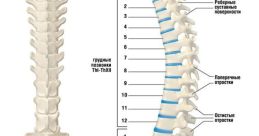 The Spine The Spine, the central support structure of the human body, contains a symphony of that range from the subtle