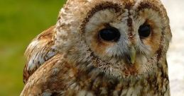 Tawny Owl The Tawny Owl, known for its distinctive "Twit Twoo" call, is a majestic bird of prey that can be found in