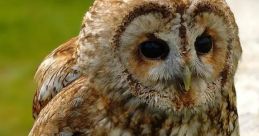 Tawny Owl Soundboard