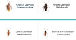 Roaches Nicki Minaj's distinctive voice fills the air as she energetically belts out the word "Roaches!" The sharp syllables