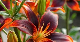 Lilium The of "Lilium, Lilium, Lilium" echoes softly through the air, carrying with it a sense of mystery and beauty. The