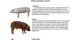 Swine Have you ever listened to the of Swine? If not, you're in luck! In this article, I will be discussing the variety of