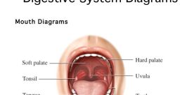 Mouth From the roaring chants of "Shut Your Damn Mouth!" by The Rock to the sultry whisper of "Kiss me on my hot mouth", 