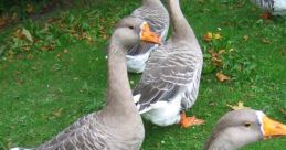 Geese Canadian Geese are known for their distinctive honking that can be heard from miles away. The of Canadian Geese