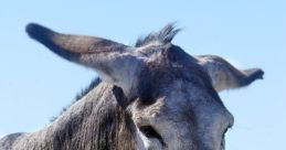 Burro Burro Burro can be powerful tools for communication, conveying emotions, thoughts, and even humor. The subject of