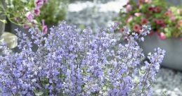 Nepeta Nepeta Core is a that immediately transports you to a serene and calming place, much like the herb itself. The