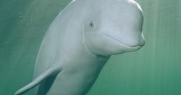 Beluga Beluga Eugene, a well-known marine biologist, has spent countless hours studying the graceful and intelligent