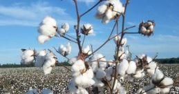 Cotton I feel shocked as the bold strategy of using cotton balls in a game of strategy is revealed by the Game Grumps.