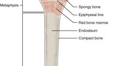 Bone If you're seeking the truth about bones, look no further than the of "SEEKING THE TRUTH." This mysterious and