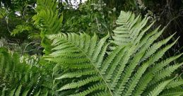 Bracken The eerie silence of the forest was suddenly shattered by a loud "Bracken Neck Snap". The , like a sharp crack of