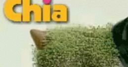 Chia Pet Advert Chia Pet Advert 