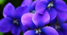 Violet The first that comes to mind when thinking of Violet is the sweet and gentle voice of a young girl calling out,