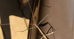 Stick Bug Stick bugs are fascinating creatures that are known for their ability to camouflage themselves and blend in with