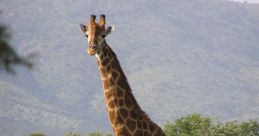 Giraffe From the depths of the savannah, a guttural cry echoes through the tall grasses. The is haunting, mournful, and