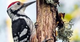 Woodpecker The distinctive of the Domosplace Woodpecker echoes through the forest, its rhythmic tapping reverberating off